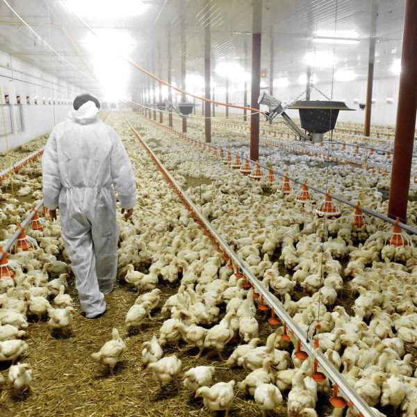 Antibiotici, il 50% del consumo in Italia è negli allevamenti