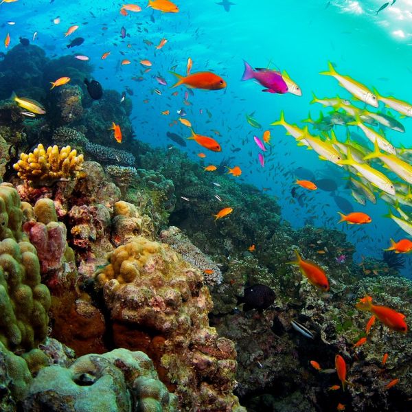 Australia, barriera corallina a rischio per cambiamenti climatici