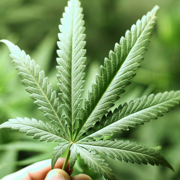 Cassazione, reato vendere la cannabis, anche se light