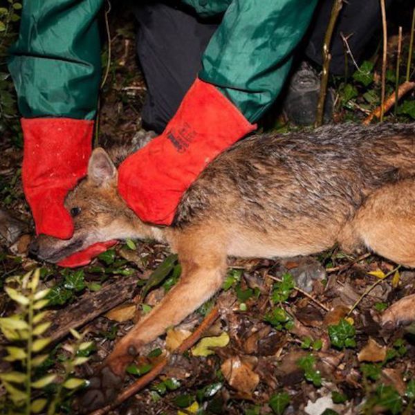 Catturato in natura il primo sciacallo dorato in Italia