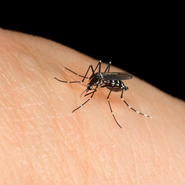 Dal materiale più sottile i futuri abiti anti-zanzara