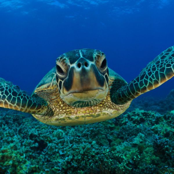 Oggi è la giornata mondiale delle tartarughe marine