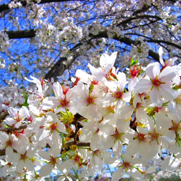 Equinozio di primavera? Il giorno è oggi, non domani