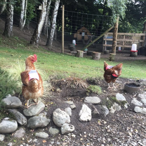 Galline con giubbini ad alta visibilità per attraversare la strada!