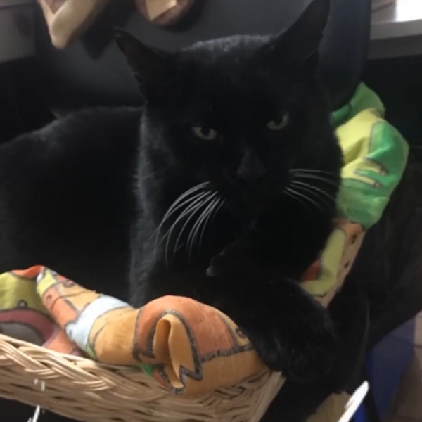 Gatto Bernardo si diploma, da anni vive in una scuola a Pistoia