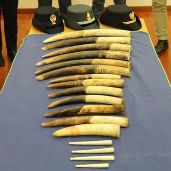 Genova, sequestrate 13 zanne di elefante all'aeroporto