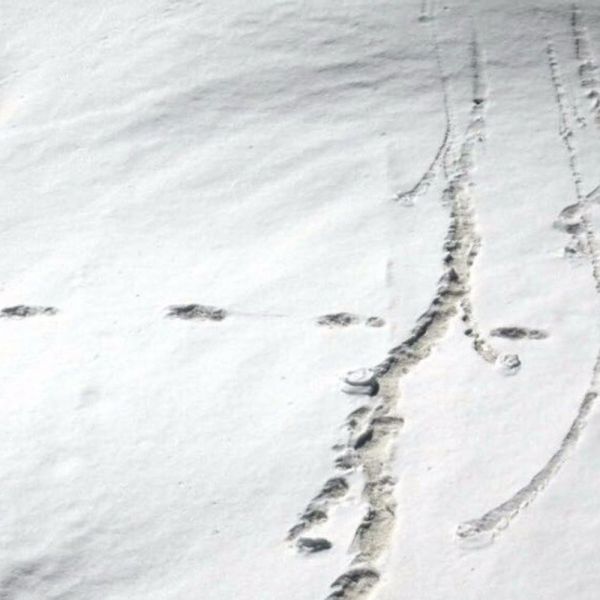 India, l'esercito con un tweet, trovate impronte di uno Yeti