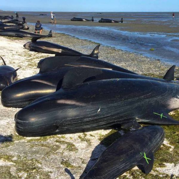 Islanda, allarme per cinquanta balene pilota spiaggiate