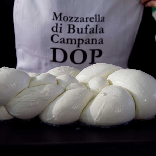 La bufala campana Dop vale 1,2 miliardi di euro