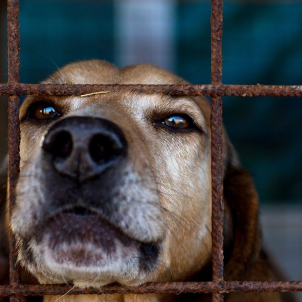 Non fa curare il cane, maximulta da 10mila euro