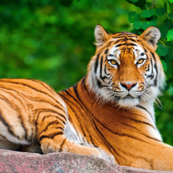 E' la giornata mondiale della tigre, ne restano 3890 esemplari