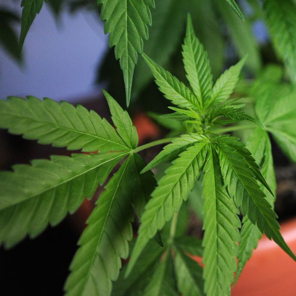Olbia, coppia nei guai per detenzione pianta marijuana