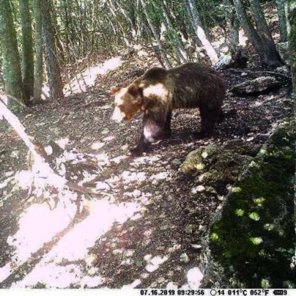 Orso M49 immortalato da una fototrappola durante la fuga