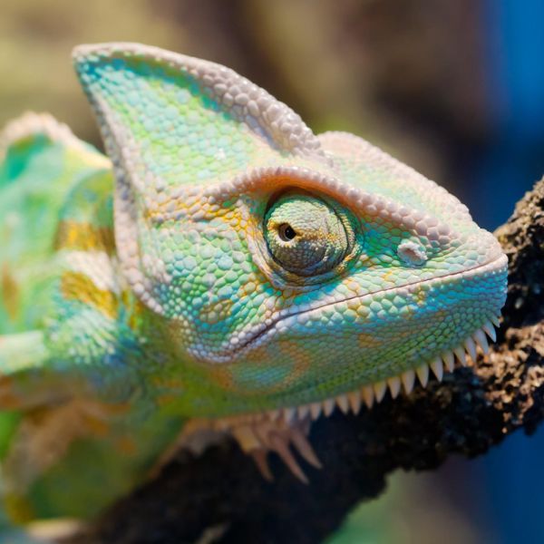 Creata in laboratorio una pelle che cambia colore