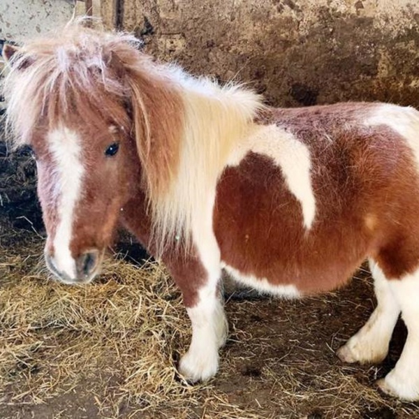 Pony abbandonato in tangenziale, sui social tutti lo vogliono