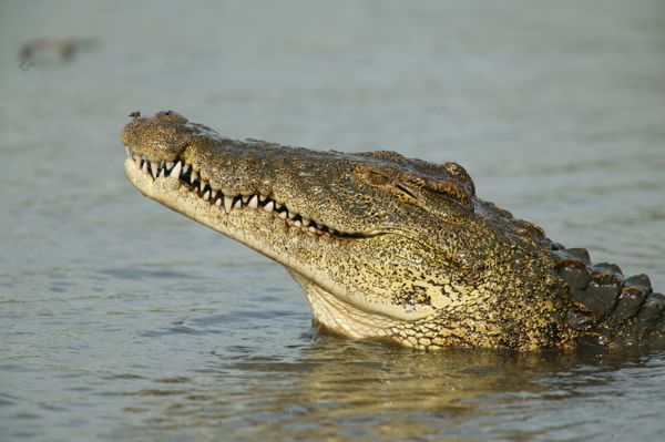 Sardegna, a Orosei è caccia al coccodrillo