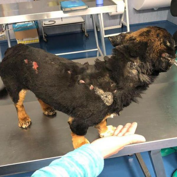 Sassari, cagnolino torturato, taglia sui responsabili