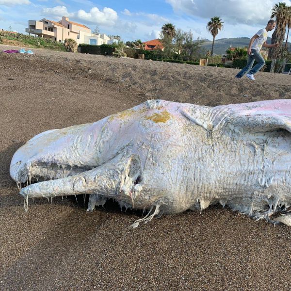 Sicilia, capodoglio spiaggiato, 6 esemplari morti nel 2019