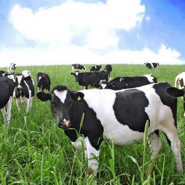Stress da caldo per le mucche, produzione di latte -10%