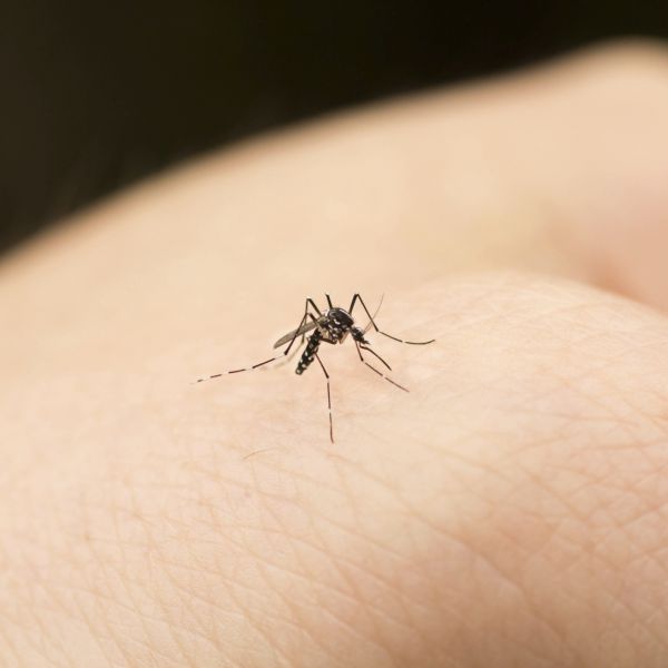 Un gene spinge le zanzare a pungere solo alcuni tipi di persone