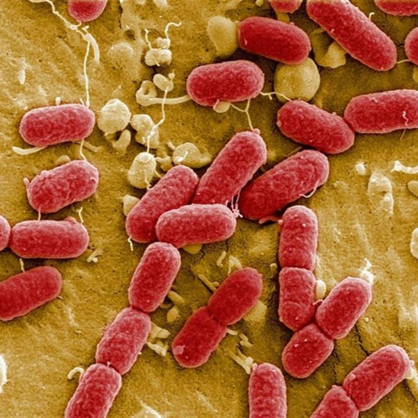 Veneto, diecimila pazienti a rischio, per un batterio killer