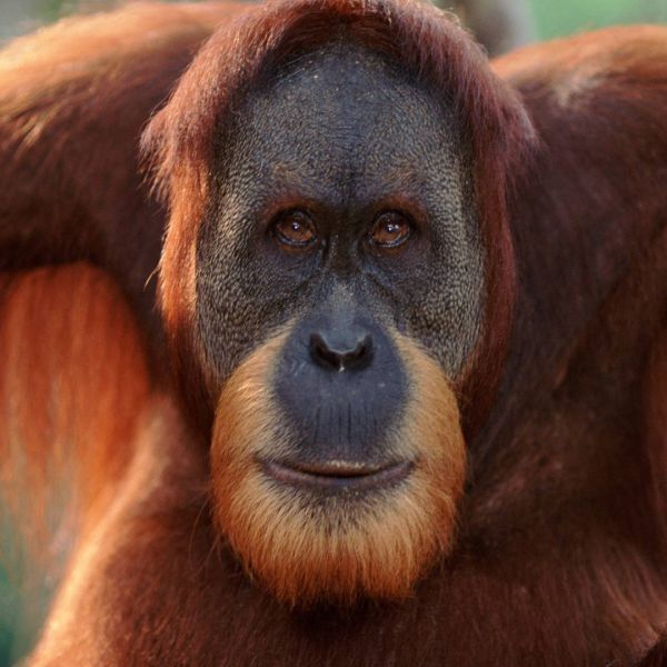 Wwf lancia nuova iniziativa per adottare madri e cuccioli