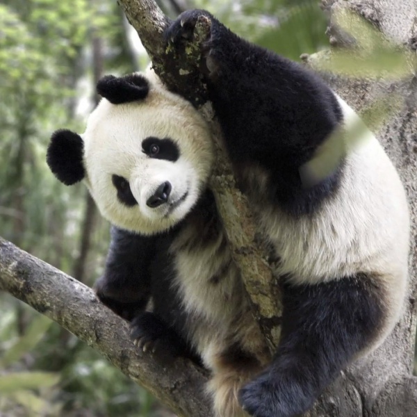 WWF, numero dei vertebrati calati del 60% dal 1970
