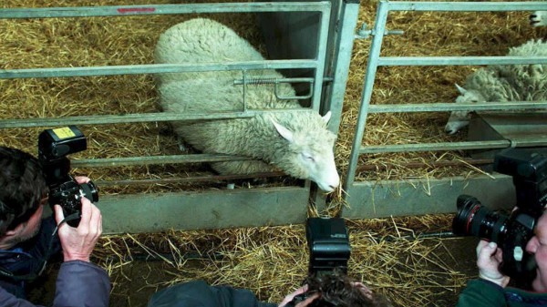 25 anni fa l’annuncio che rivoluzionò la biologia: nasceva Dolly, la pecora creata da una clonazione