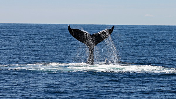 É morta la balena che ieri era rimasta bloccata nel porto di Sorrento, inutili i tentativi di soccorso