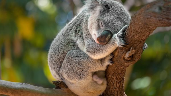 Australia, allarme del WWF, i koala sono a rischio estinzione