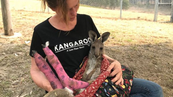 Australia, sono oltre un miliardo gli animali uccisi dagli incendi