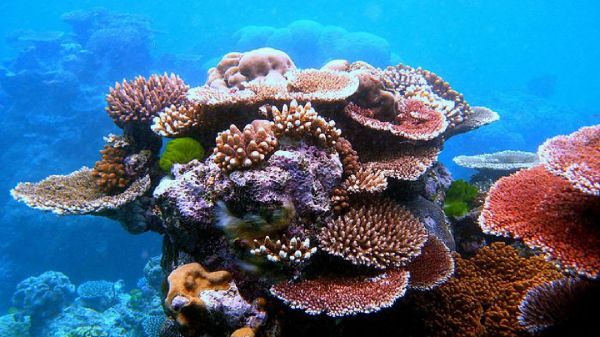 Australia, trapiantati milioni di baby coralli