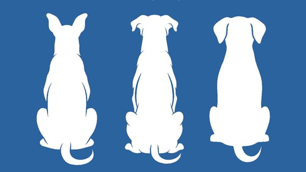 Con te sempre, l’importanza di capire a fondo ogni aspetto della vita del proprio cane: il Dottor Giuseppe Faranda ci racconta il suo libro