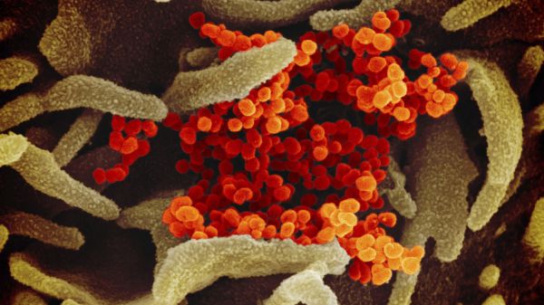 Coronavirus, pronta la mappa in 3D, utile ai farmaci e ad un vaccino