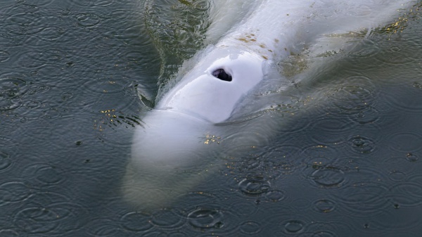 Corsa contro il tempo per salvare il beluga bloccato nella Senna. Che però non ce l’ha fatta