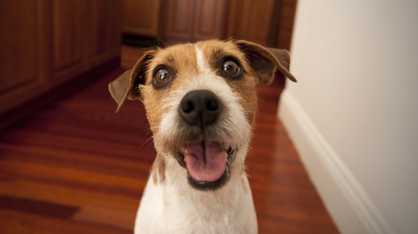 Estate in viaggio con cani e gatti, i consigli per una vacanza sicura