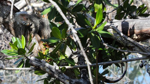 Freddo in Florida, allerta iguane che cadono da alberi