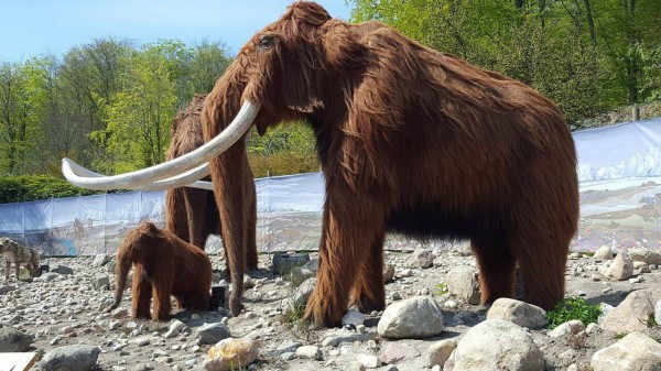 GB, gli scienziati hanno raccolto 15 milioni di dollari per un esperimento: riportare in vita il mammut lanoso