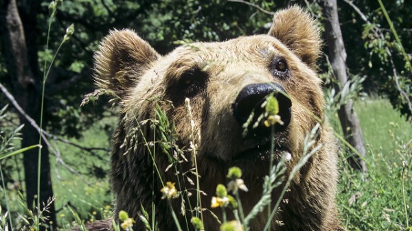 Giornata Biodiversità, il Wwf lancia il corso di Biologia della conservazione