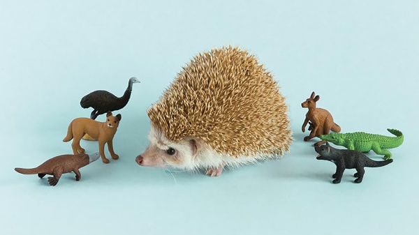 I migliori libri da leggere della settimana, tra “Scrivere lettere d'amore prima di dimenticare come si fa”, “Il Messia di Stoccolma”, “L’uomo marchiato” e “I delitti di Rue Du Luvre”