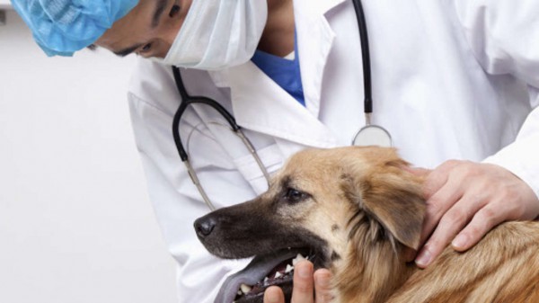 I medici veterinari potranno prescrivere farmaci ad uso umano anche per gli animali d'affezione