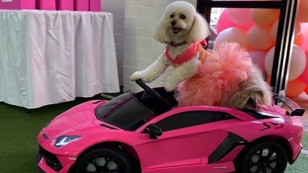 In Australia una donna sta facendo follie per la propria cagnolina, ha anche speso 67mila euro per vestirla