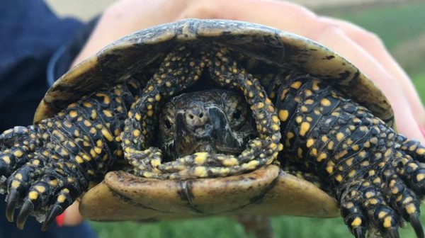 In Emilia Romagna un'oasi di biodiversità, dedicata al recupero delle testuggini adriatiche