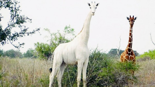 Kenya, l’ultima giraffa bianca al mondo è protetta da un dispositivo gps che la difende dai bracconieri
