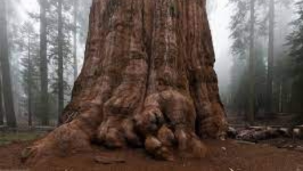 L’albero più alto della Cina si trova in Tibet , raggiunge un’altezza di ben 76,8 metri, si tratta della pianta più alta della Cina continentale