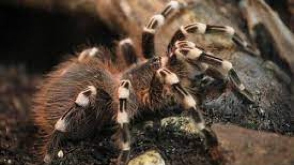 Nuovi guai sul set di "Rust", un tecnico morso da un ragno rischia l’amputazione del braccio