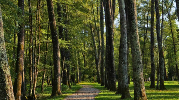 Oggi è la Giornata Europea dei Parchi, in Italia le prime aree naturali protette furono istituite nel 1922