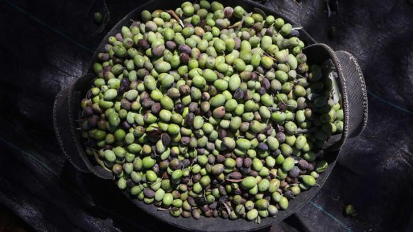 Oggi è la Giornata mondiale dell'alimentazione, in corso maratona globale Onu
