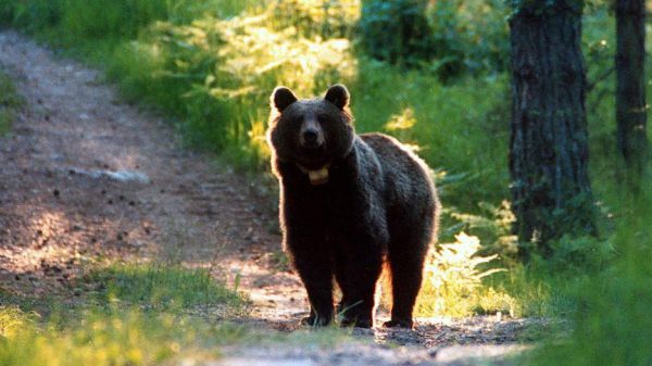 Orso Trentino JJ4, il Tar accoglie il ricorso contro l'abbattimento