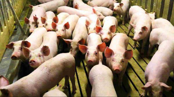 Padova, peste suina, sequestrate dieci tonnellate di carne cinese